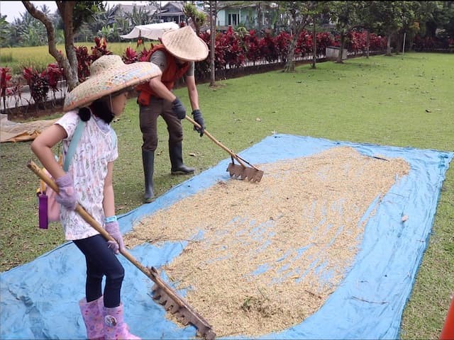Menjemur proses pengeringan gabah ola